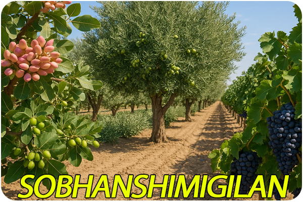 کاربرد سولفات آهن در تاکستان